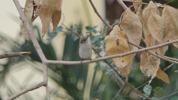 Asiatischer Brauner Fliegenschnäpper Muscicapa Latirostris Auf Einem Ast Tropischen Regenwald — Stockvideo