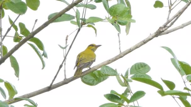 Чернохвостый Ориоле Oriolus Chinensis Ветке Тропическом Дождевом Лесу — стоковое видео