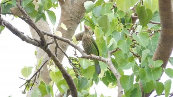 熱帯雨林の枝にスティックニー ゴシキドリ鳥 Megalaima について形態学 — ストック動画