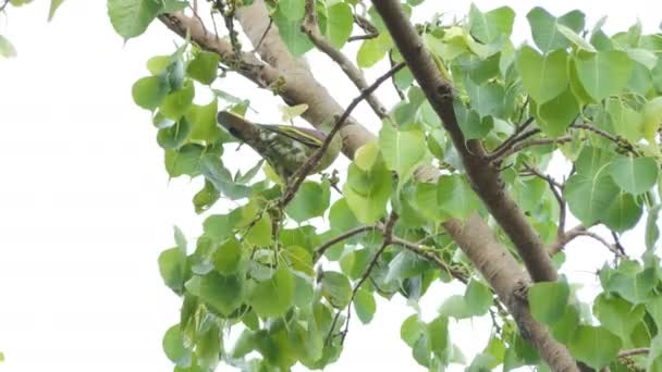 Толстоклювый Зеленый Голубь Treron Curvirostra Ветке Тропического Тропического Леса — стоковое видео