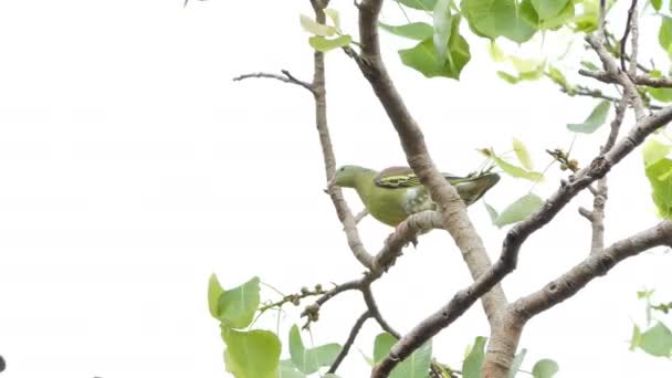 Толстоклювый Зеленый Голубь Treron Curvirostra Ветке Тропического Тропического Леса — стоковое видео