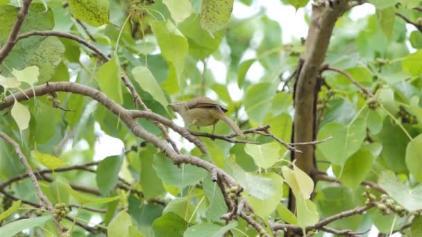 Streifenohren Bulbul Pycnonotus Blanfordi Auf Ast Tropischen Regenwald — Stockvideo