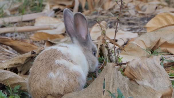 Coniglio Selvatico Tailandese Nella Zona Selvaggia Del Parco Nazionale — Video Stock