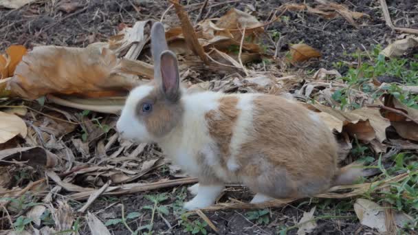 Wild Thaise Tamme Konijnen Wilderness Gebied Nationaal Park — Stockvideo