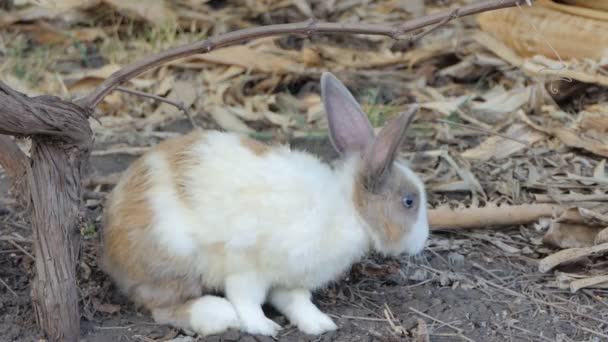 Conejo Doméstico Tailandés Salvaje Naturaleza — Vídeos de Stock