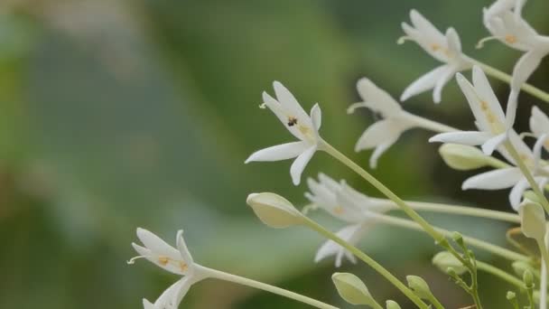 Flor Branca Cortiça Millingtonia Hortensis Vento Cortiça Árvore Árvores Perenes — Vídeo de Stock