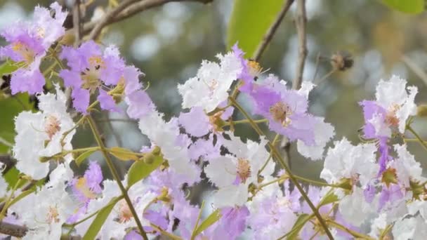 Рожеві Білі Квітки Bungor Lagerstroemia Флорибунда Джек Вітрі — стокове відео