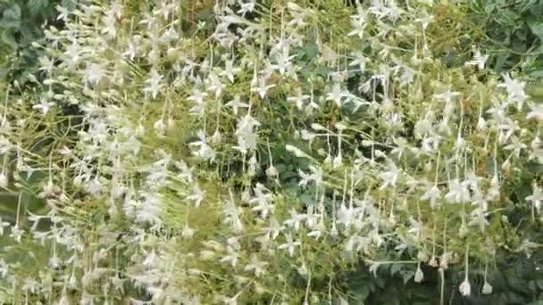 風にコルク木 Millingtonia タニウツギ の白い花 コルク木は混合落葉樹林 タイ乾燥常緑林における多年生の木 — ストック動画