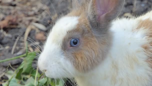 Conejo Salvaje Tailandés Zona Salvaje Del Parque Nacional — Vídeos de Stock