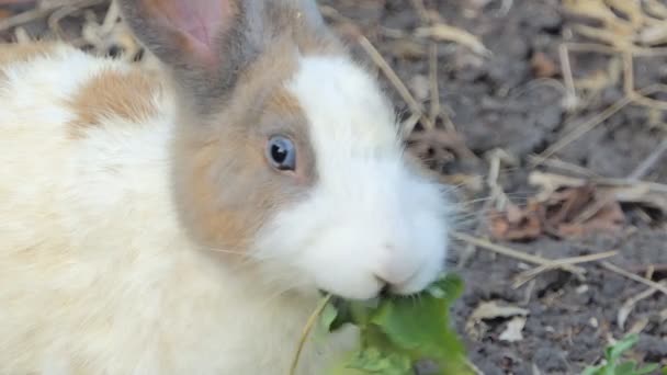 Дикий Тайский Кролик Дикой Природе Национального Парка — стоковое видео
