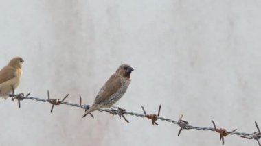 Kuş şehrin pul göğüslü Munia kuşlarda dikenli tel çit (Lonchura punctulata).
