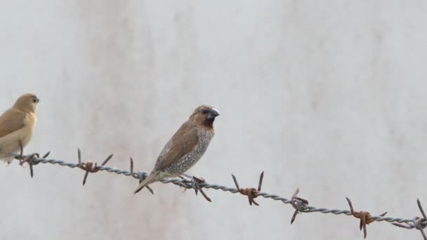 Kuş Şehrin Pul Göğüslü Munia Kuşlarda Dikenli Tel Çit Lonchura — Stok video