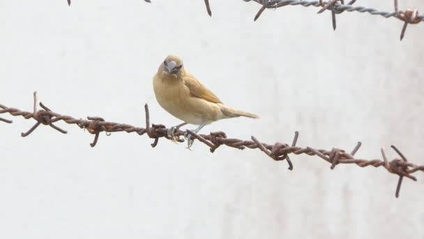 Bird City Scaly Breasted Munia Birds Lonchura Punctulata Barbed Wire — Stock Video