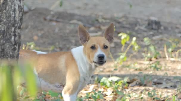 Kahverengi Beyaz Köpek Havlıyor — Stok video