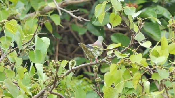 Pombo Verde Bico Grosso Treron Curvirostra Ramo Floresta Tropical — Vídeo de Stock