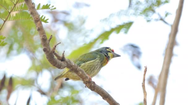 Barbetto Femmina Coppersmith Uccello Barbetto Dal Petto Cremisi Megalaima Haemacephala — Video Stock