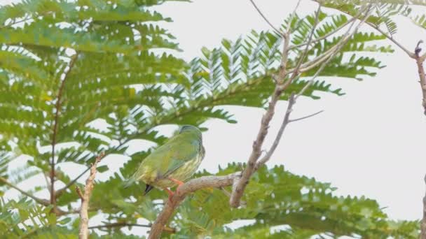 Kupferschmiedin Barbet Rotbrüstiger Berbervogel Megalaima Haemacephala Auf Dem Baum Tropischen — Stockvideo