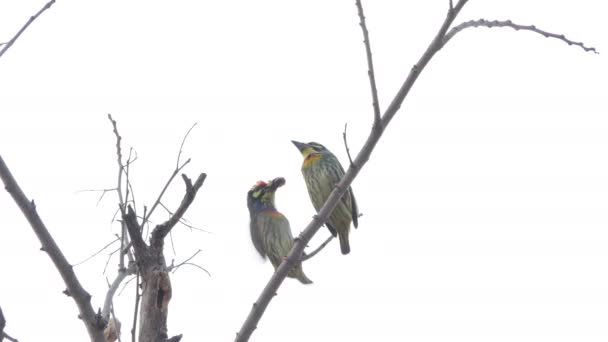 雄の鳥は餌メスの鳥繁殖期 クリムゾン ブレスト ゴシキドリの熱帯雨林の木の鳥 Megalaima Haemacephala — ストック動画