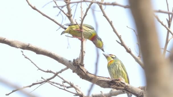 Samca Jest Karmienie Samica Ptak Sezonie Lęgowym Crimson Breasted Barbet — Wideo stockowe