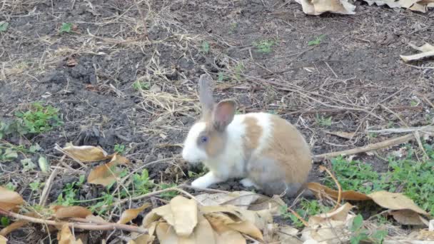 Дикий Кролик Отдыхает Национальном Парке — стоковое видео