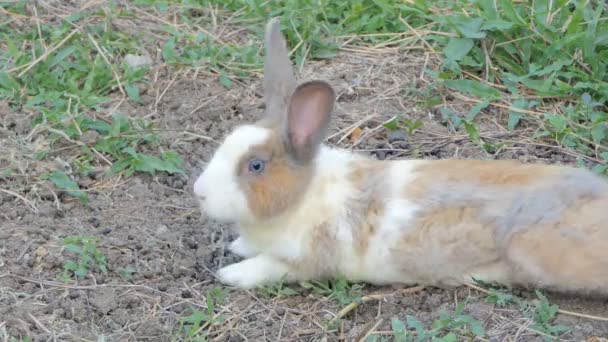 Conejo Salvaje Descanso Parque Nacional — Vídeos de Stock