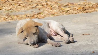 Eski yerde oturan köpek sokak.