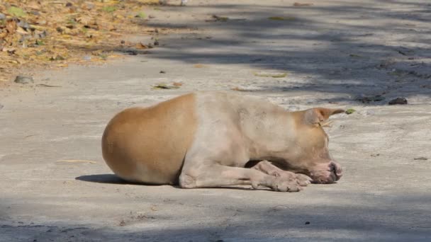 古い野良犬地面に座っています — ストック動画