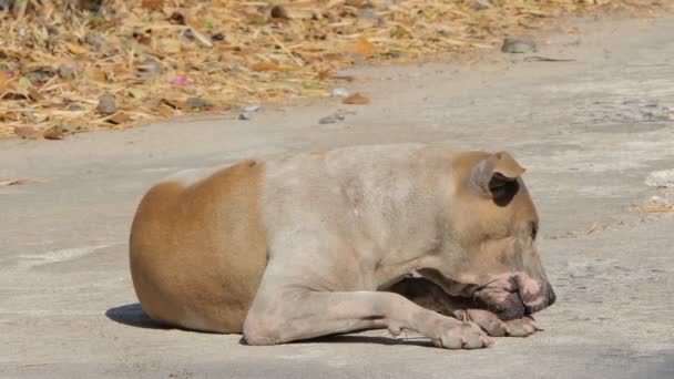 Viejo Perro Callejero Sentado Suelo — Vídeos de Stock