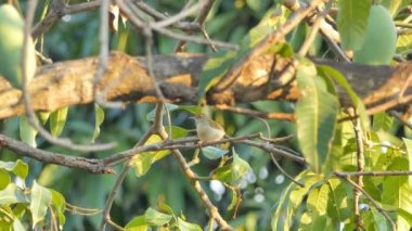 Tropikal yağmur ormanlarında ağaç üzerinde ortak Tailorbird (Orthotomus sutorius).