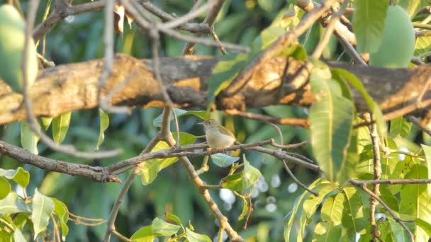 Tailleur Commun Orthotomus Sutorius Sur Arbre Dans Forêt Tropicale Humide — Video