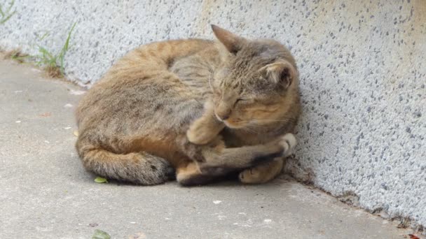 Gato Dormindo Terra Dia Ensolarado Verão — Vídeo de Stock