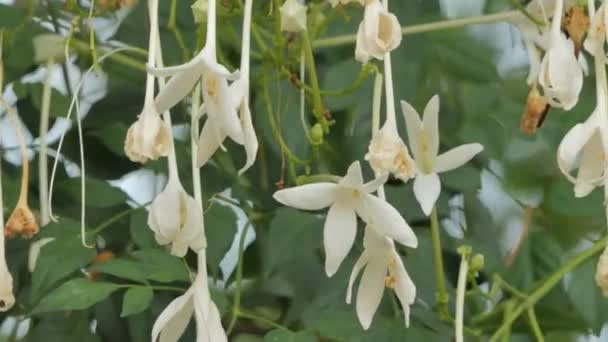 Flor Branca Cortiça Millingtonia Hortensis Vento Cortiça Árvore Árvores Perenes — Vídeo de Stock