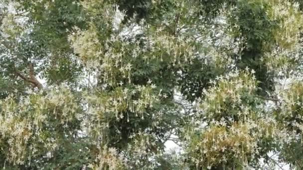 Белый Цветок Cork Tree Millingtonia Hortensis Ветру Пробковое Дерево Является — стоковое видео