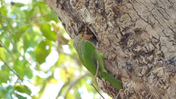 Vogel Lineated Baardvogel Megalaima Lineata Zijn Gebouw Nesten Hoge Boom — Stockvideo