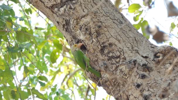 Lineated Barbet Pták Megalaima Lineata Jsou Budování Hnízda Vysoký Strom — Stock video