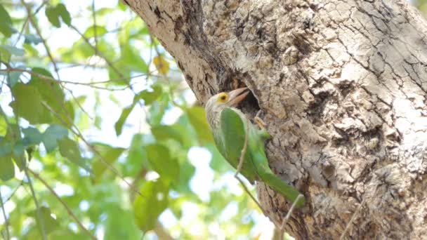 熱帯雨林で高木の巣にメスの鳥を与えている男性 スティックニー ゴシキドリ鳥 Megalaima について形態学 — ストック動画