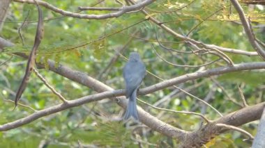 Tropikal yağmur ormanlarında şube küllü çaylak herif kuş (Dicrurus leucophaeus).