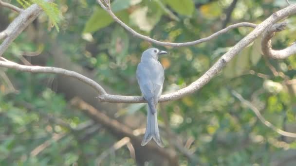 Hamuszürke Drongó Madár Dicrurus Leucophaeus Ágon Trópusi Esőerdők — Stock videók