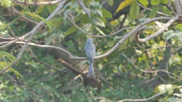Tropikal Yağmur Ormanlarında Şube Küllü Çaylak Herif Kuş Dicrurus Leucophaeus — Stok video