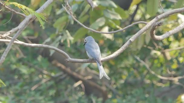Oiseau Ashy Drongo Dicrurus Leucophaeus Sur Une Branche Dans Une — Video