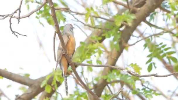 นกบ ดธรรมดา Cacomantis Merulinus บนสาขาในป าฝนเขตร — วีดีโอสต็อก