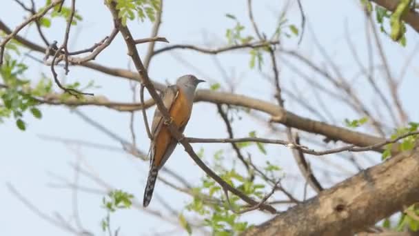 Žalostné Cuckoor Pták Cacomantis Merulinus Větvi Tropickém Deštném Pralese — Stock video