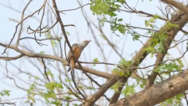 Sorgsen Cuckoor Fågel Cacomantis Merulinus Gren Tropisk Regnskog — Stockvideo