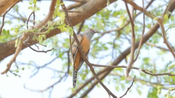 Uccello Cuculo Lamentoso Cacomantis Merulinus Ramo Nella Foresta Pluviale Tropicale — Video Stock