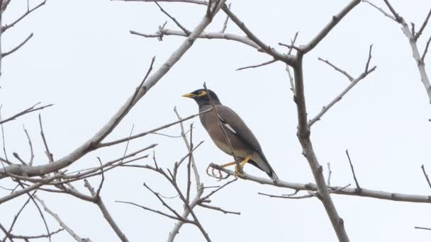 Wspólne Myna Ptak Acridotheres Tristis Oddział Tropikalnym Lesie Deszczowym — Wideo stockowe