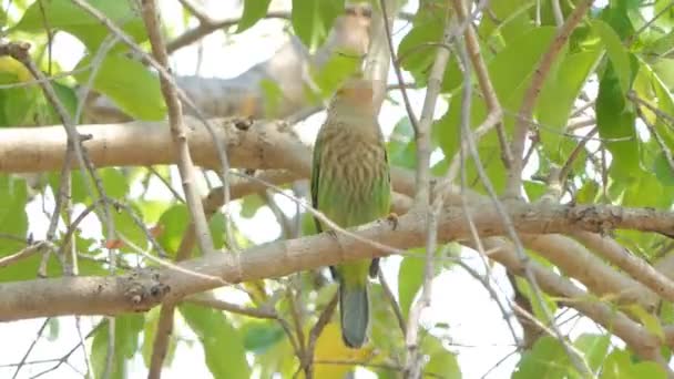 Pájaro Barbudo Lineado Megalaima Lineata Árbol Alto Selva Tropical — Vídeo de stock