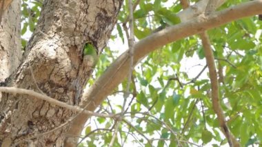 Çizgili kaniş kuş (Megalaima lineata) tropikal yağmur ormanlarında yüksek ağaç üzerinde yuvadan uçuyor.
