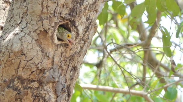 Pájaro Barbudo Lineado Hembra Megalaima Lineata Nidos Árboles Altos Selva — Vídeo de stock