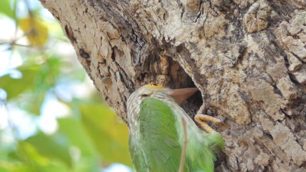 在热带雨林高树上的巢穴中的雌性血统的巴贝鸟 Me甲 Lama Linata — 图库视频影像