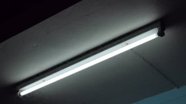 Kahverengi planthopper gece hasat sezonu neon ışık uçan, kalabalık.